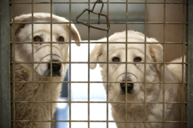 Roma, il Garante degli animali come poltrona di partito: animalisti in rivolta