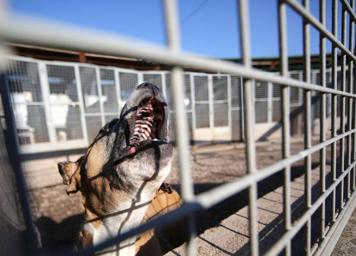 Garante degli animali, la bufera su Gualtieri non si ferma: la Lega insorge Garante degli animali, la bufera su Gualtieri non si ferma: la Lega insorge