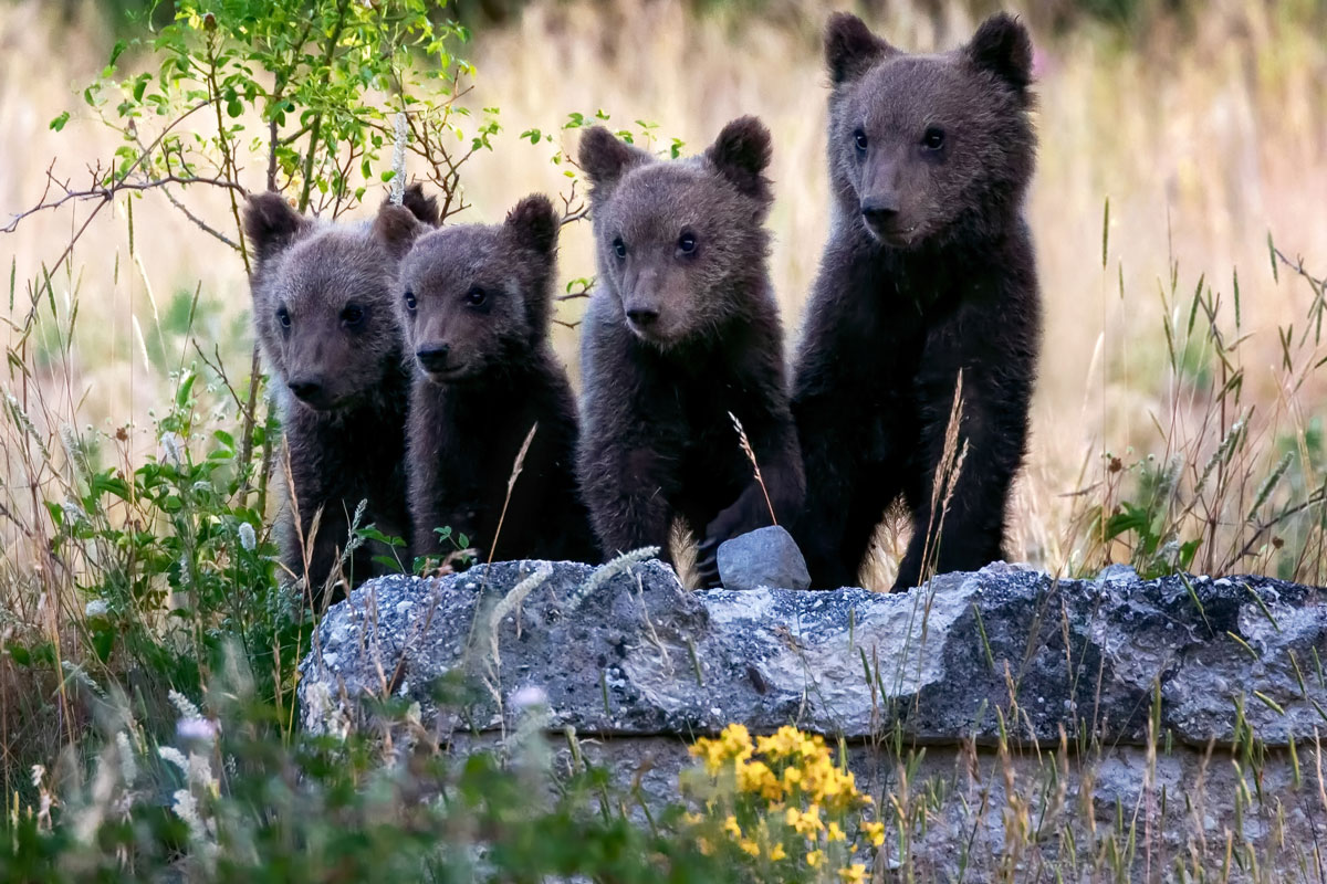 Gli abruzzesi fanno pace con l’orso marsicano: è un brand che vale 9 mln Gli abruzzesi fanno pace con l’orso marsicano: è un brand che vale 9 mln