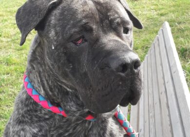 Milano, appello degli animalisti contro l’uso degli animali per accattonaggio