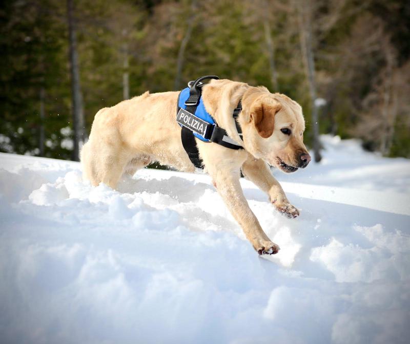Cani e botti di Capodanno: ecco come fare la sera del 31 dicembre