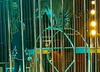 Lecce, domatore del circo Orfei azzannato da tigre, 3 ferite profonde. VIDEO