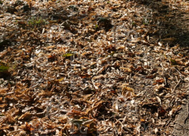 Diventare un compost dopo la morte. La nuova moda che fa impazzire gli USA