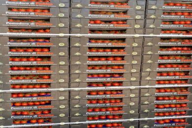 Pachino IGP, tonnellate di pomodori al macero. Centinaia le imprese a rischio