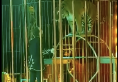 Ivan Orfei, il papà: “È stato graziato dalla tigre”