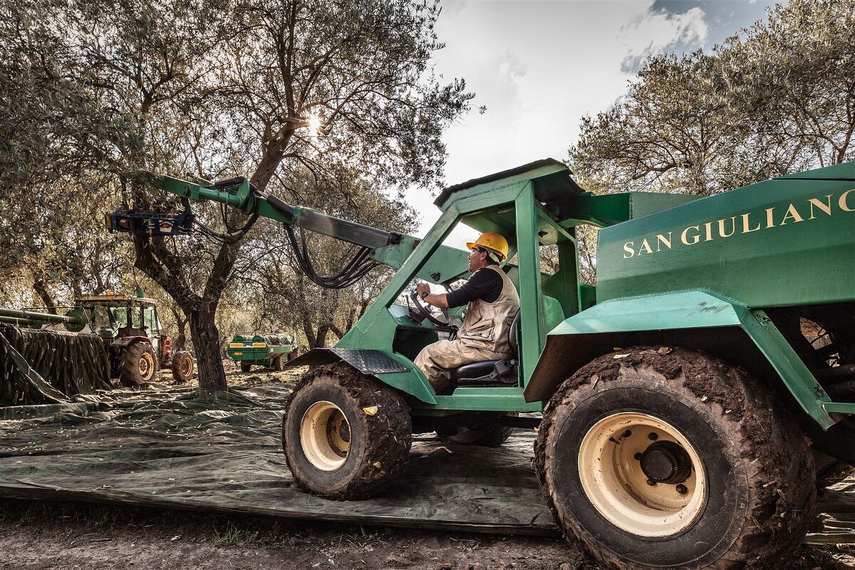 San Giuliano, confermata nella TOP 10 dell’Evoo World Ranking