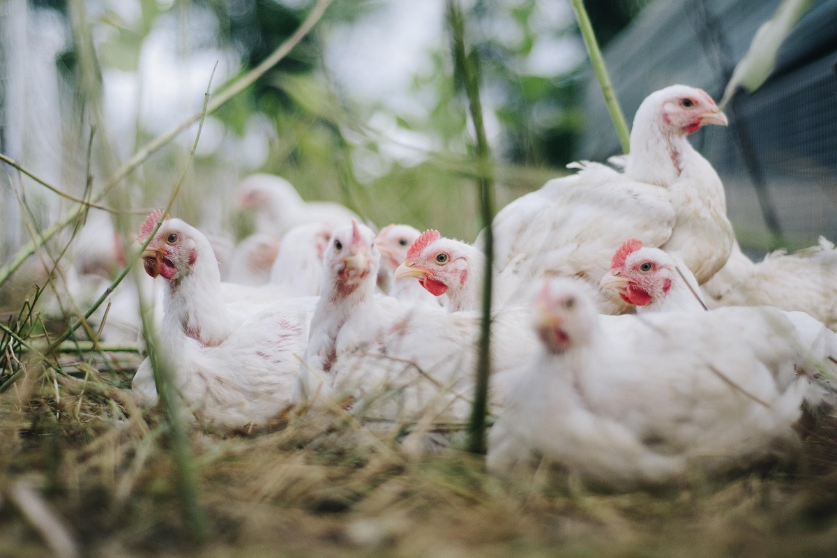 Polli OGM in allevamenti bio Fileni: l’inchiesta di Report Polli OGM in allevamenti bio Fileni: l’inchiesta di Report