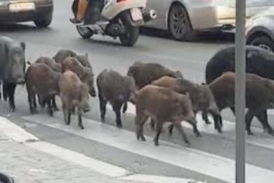 Cinghiali a Villa Pamphilj: assetto da guerra per abbattere anche 8 cuccioli