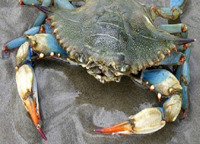 A Chinatown il granchio da 32kg. Sequestro durante capodanno cinese