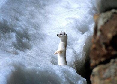 Fashion, Herno dice addio alle pellicce animali