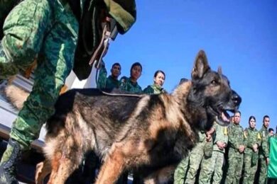 Turchia, morto di fatica Proteo, il cane eroe