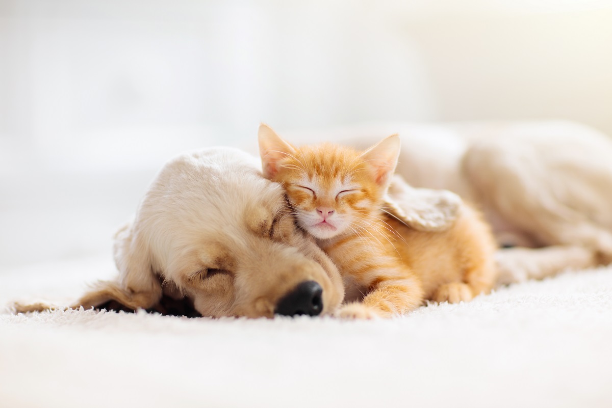 Polizze cani e gatti: mercato da 1,3 mln. I Labrador la razza più assicurata Polizze cani e gatti: mercato da 1,3 mln. I Labrador la razza più assicurata