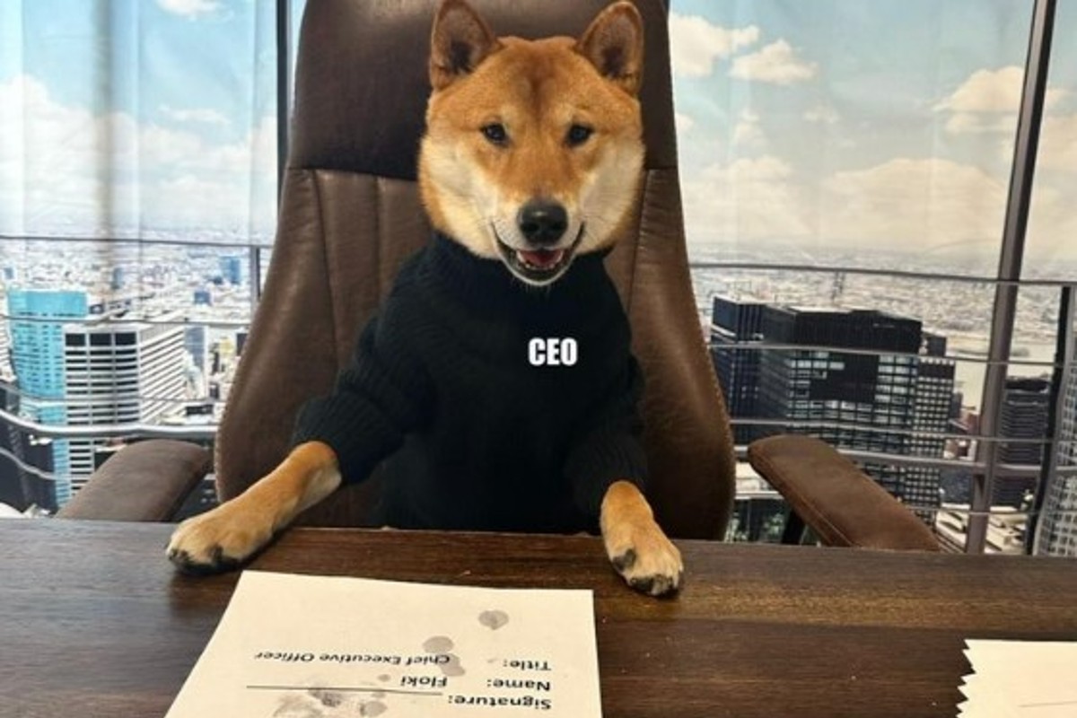 Elon Musk torna a provocare e nomina il suo cane Floki Ceo di Twitter Elon Musk torna a provocare e nomina il suo cane Floki Ceo di Twitter