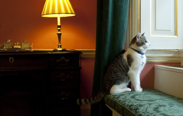 Giornata nazionale del gatto, Legambiente lancia 4 proposte al governo Giornata nazionale del gatto, Legambiente lancia 4 proposte al governo