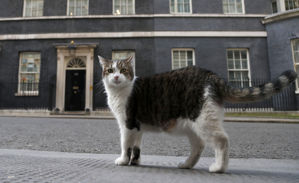 Giornata nazionale del gatto, Legambiente lancia 4 proposte al governo Giornata nazionale del gatto, Legambiente lancia 4 proposte al governo