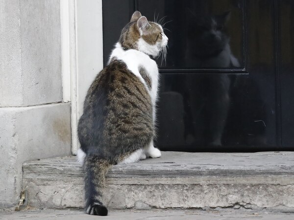 Giornata nazionale del gatto, Legambiente lancia 4 proposte al governo Giornata nazionale del gatto, Legambiente lancia 4 proposte al governo