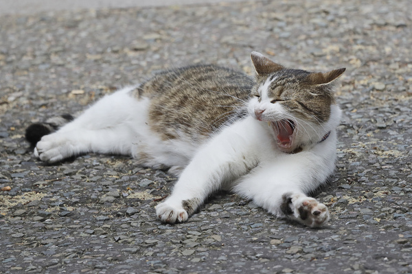 Giornata nazionale del gatto, Legambiente lancia 4 proposte al governo Giornata nazionale del gatto, Legambiente lancia 4 proposte al governo