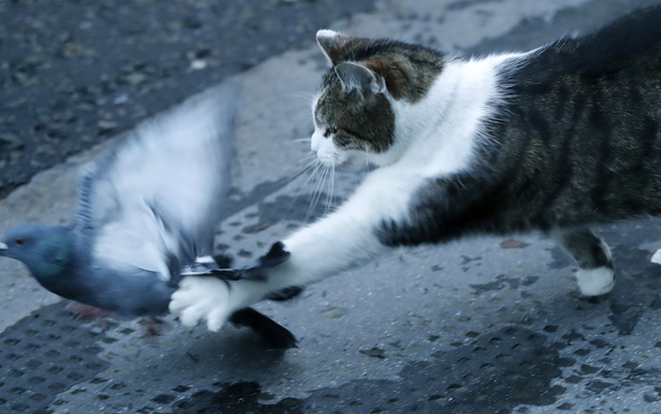 Giornata nazionale del gatto, Legambiente lancia 4 proposte al governo Giornata nazionale del gatto, Legambiente lancia 4 proposte al governo