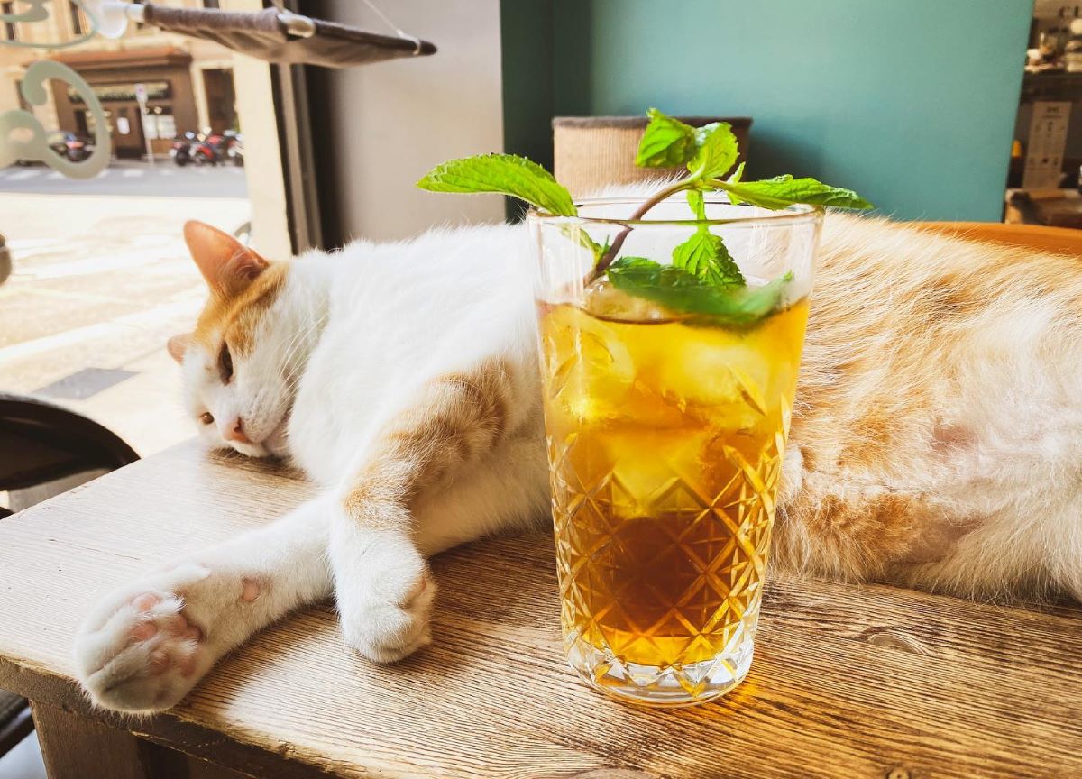 Giornata nazionale del gatto, Legambiente lancia 4 proposte al governo Giornata nazionale del gatto, Legambiente lancia 4 proposte al governo