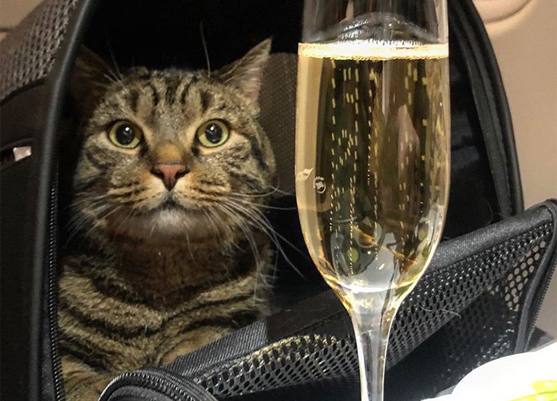 Giornata nazionale del gatto, Legambiente lancia 4 proposte al governo Giornata nazionale del gatto, Legambiente lancia 4 proposte al governo