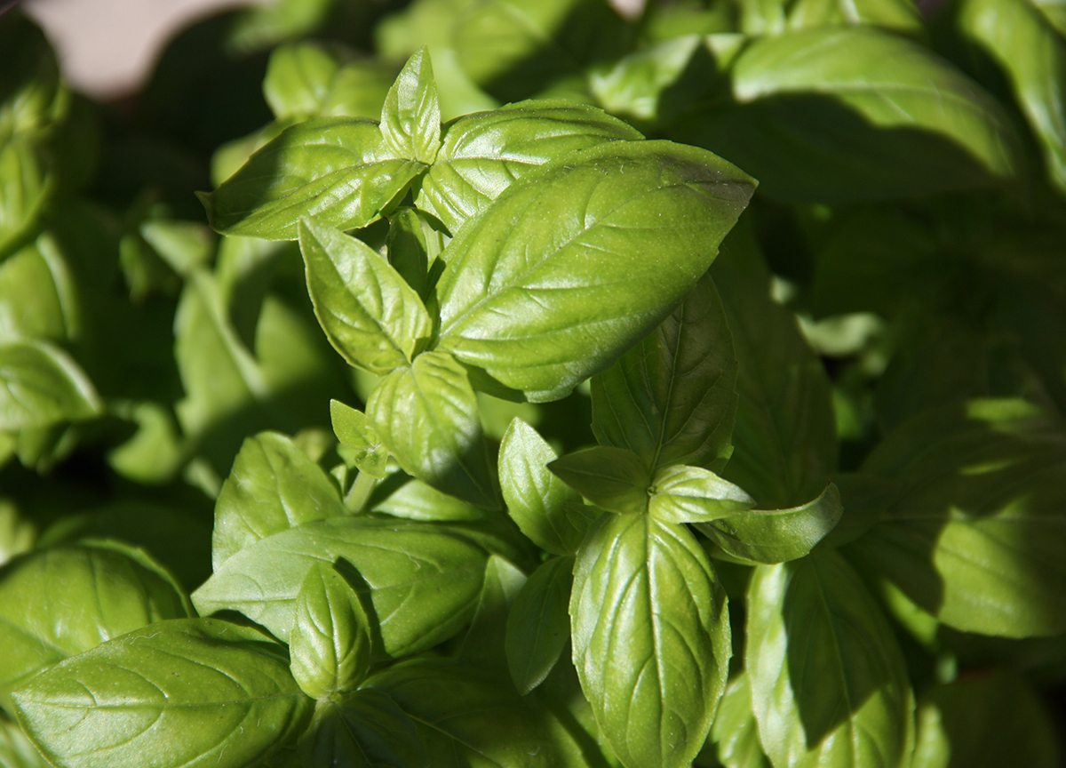 Cosa fare con il basilico? 4 usi in cucina Cosa fare con il basilico? 4 usi in cucina