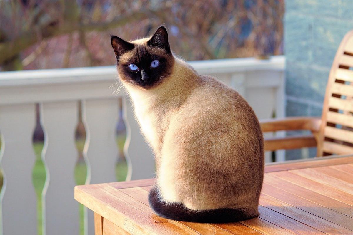 Giornata nazionale del gatto, Legambiente lancia 4 proposte al governo Giornata nazionale del gatto, Legambiente lancia 4 proposte al governo