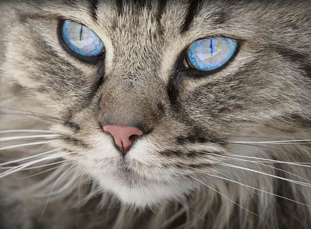 Giornata nazionale del gatto, Legambiente lancia 4 proposte al governo Giornata nazionale del gatto, Legambiente lancia 4 proposte al governo