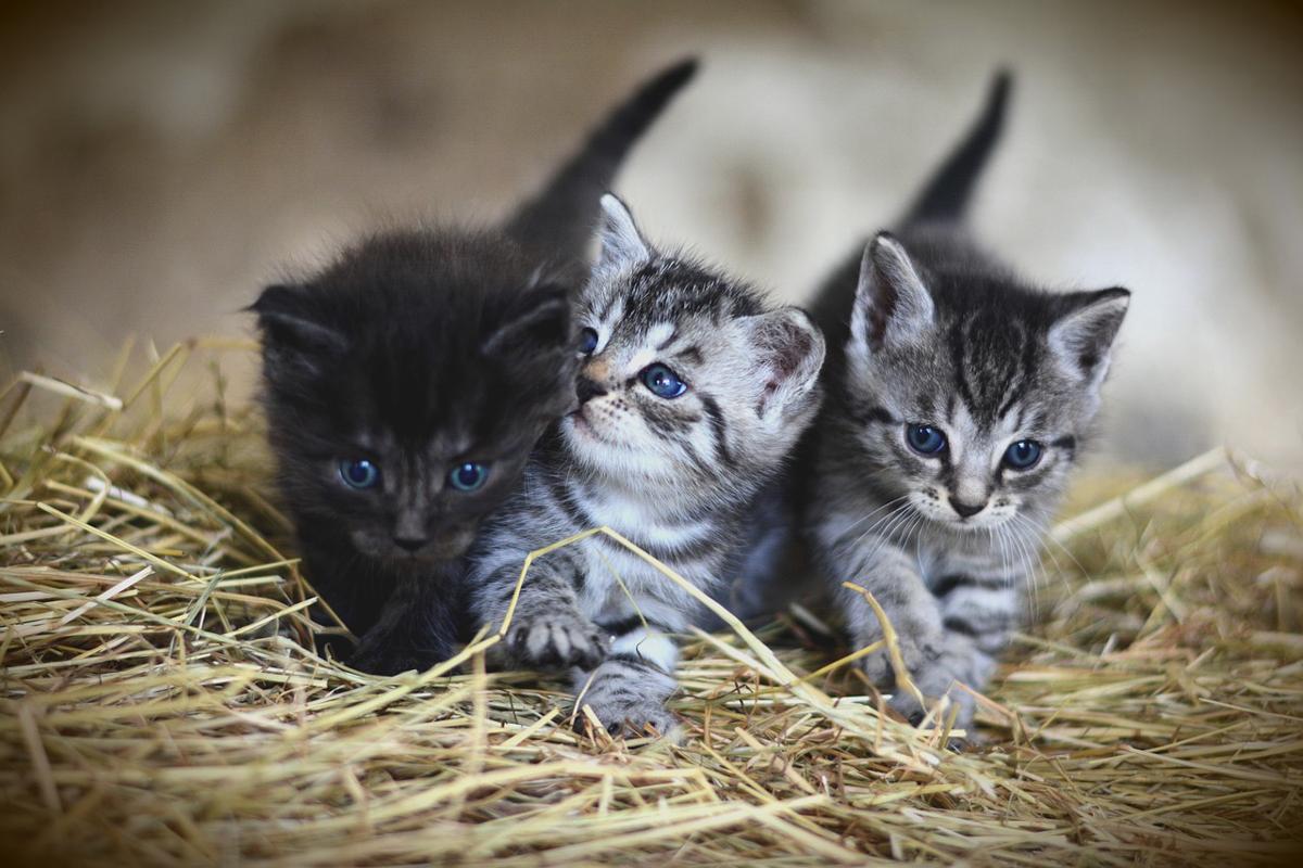 Giornata nazionale del gatto, Legambiente lancia 4 proposte al governo Giornata nazionale del gatto, Legambiente lancia 4 proposte al governo