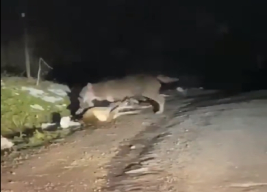Toscana, nella campagna un lupo assale e sbrana un capriolo. Video