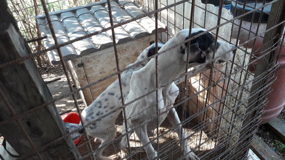 Roma, condannato a 4 mesi di carcere per maltrattamento su cani da caccia Roma, condannato a 4 mesi di carcere per maltrattamento su cani da caccia