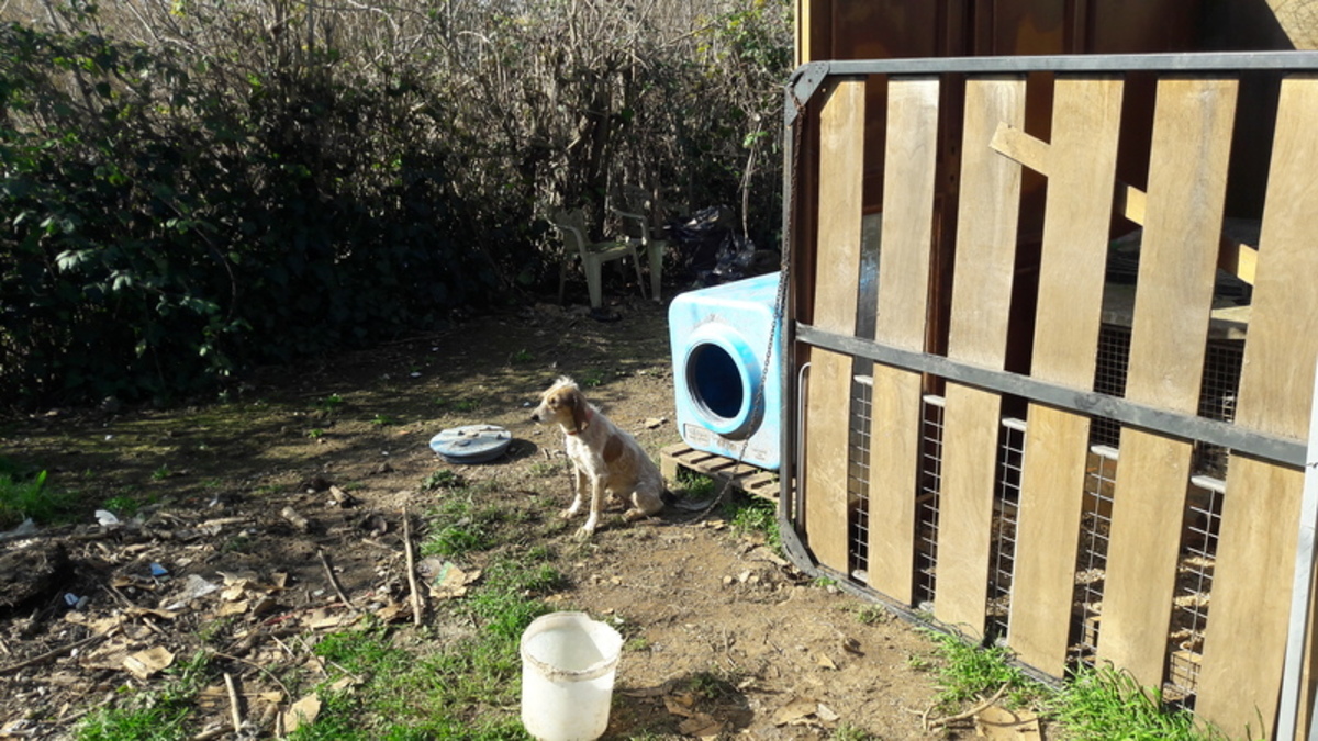 Roma, condannato a 4 mesi di carcere per maltrattamento su cani da caccia Roma, condannato a 4 mesi di carcere per maltrattamento su cani da caccia