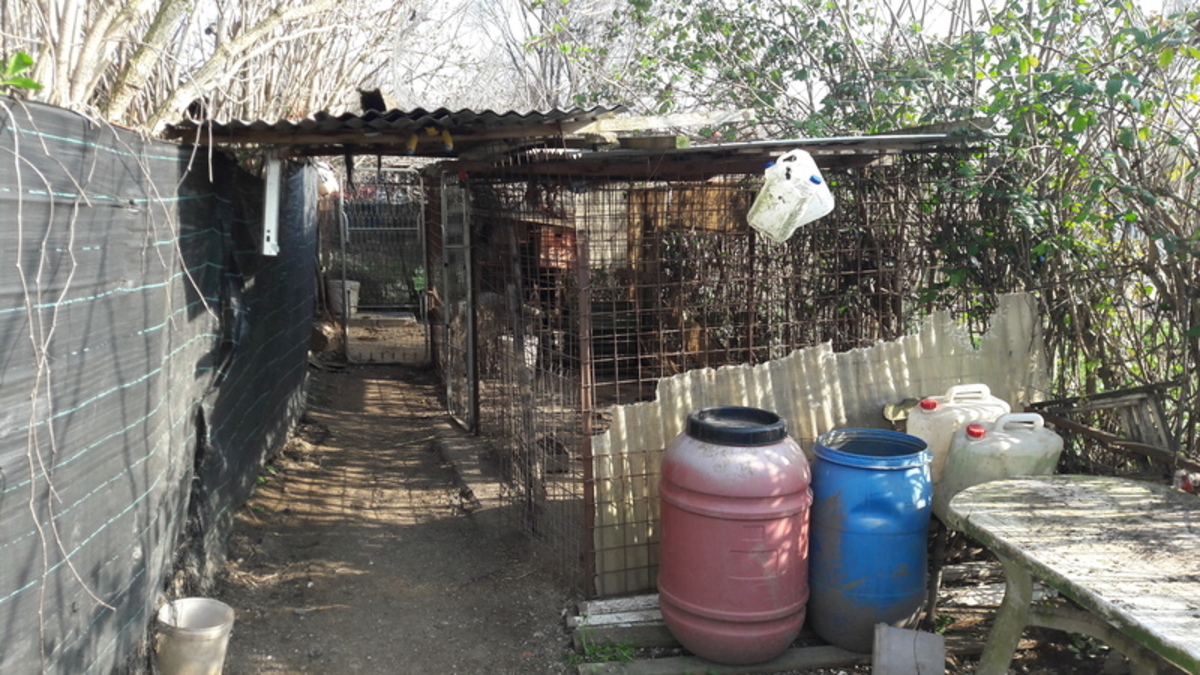 Roma, condannato a 4 mesi di carcere per maltrattamento su cani da caccia Roma, condannato a 4 mesi di carcere per maltrattamento su cani da caccia