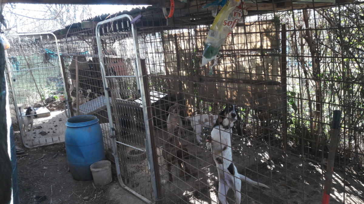 Roma, condannato a 4 mesi di carcere per maltrattamento su cani da caccia Roma, condannato a 4 mesi di carcere per maltrattamento su cani da caccia