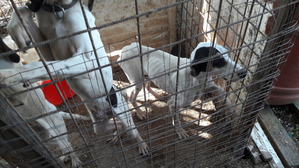 Roma, condannato a 4 mesi di carcere per maltrattamento su cani da caccia Roma, condannato a 4 mesi di carcere per maltrattamento su cani da caccia