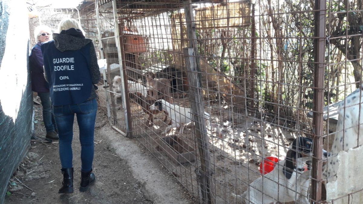 Roma, condannato a 4 mesi di carcere per maltrattamento su cani da caccia Roma, condannato a 4 mesi di carcere per maltrattamento su cani da caccia