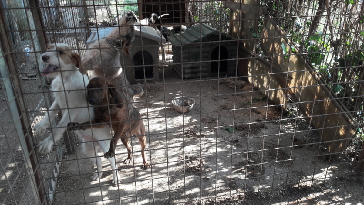 Roma, condannato a 4 mesi di carcere per maltrattamento su cani da caccia Roma, condannato a 4 mesi di carcere per maltrattamento su cani da caccia