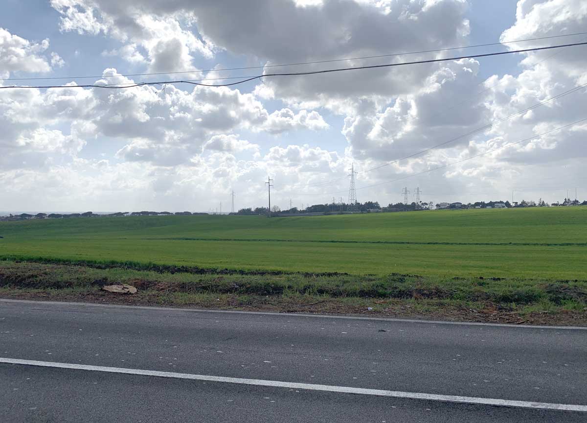 Ryder Cup, la furia del golf abbatte 30 pini marittimi: è strage di alberi Ryder Cup, la furia del golf abbatte 30 pini marittimi: è strage di alberi