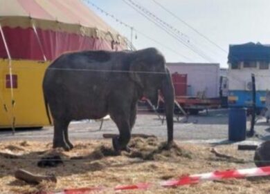“Poco spazio in recinto”: Mantova, sequestrata elefantessa 54enne a un circo