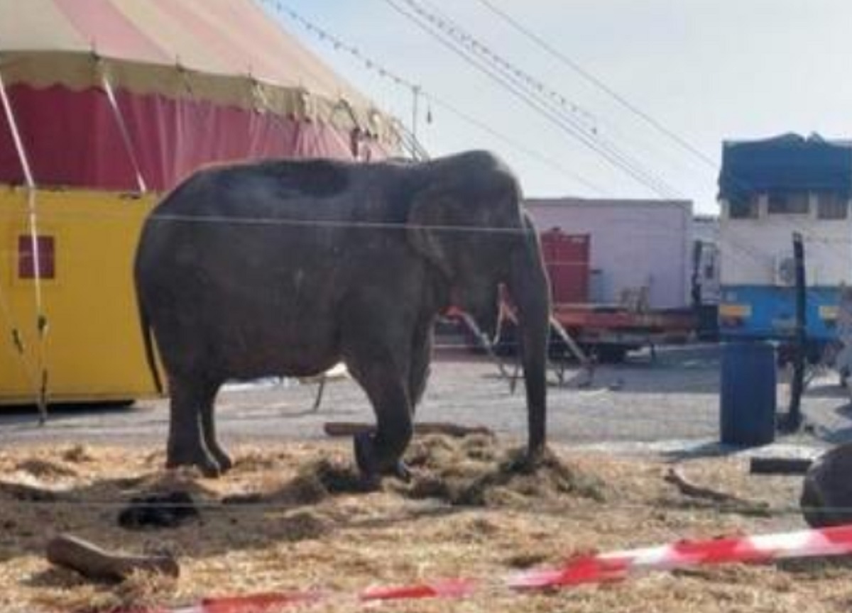 “Poco spazio in recinto”: Mantova, sequestrata elefantessa 54enne a un circo “Poco spazio in recinto”: Mantova, sequestrata elefantessa 54enne a un circo