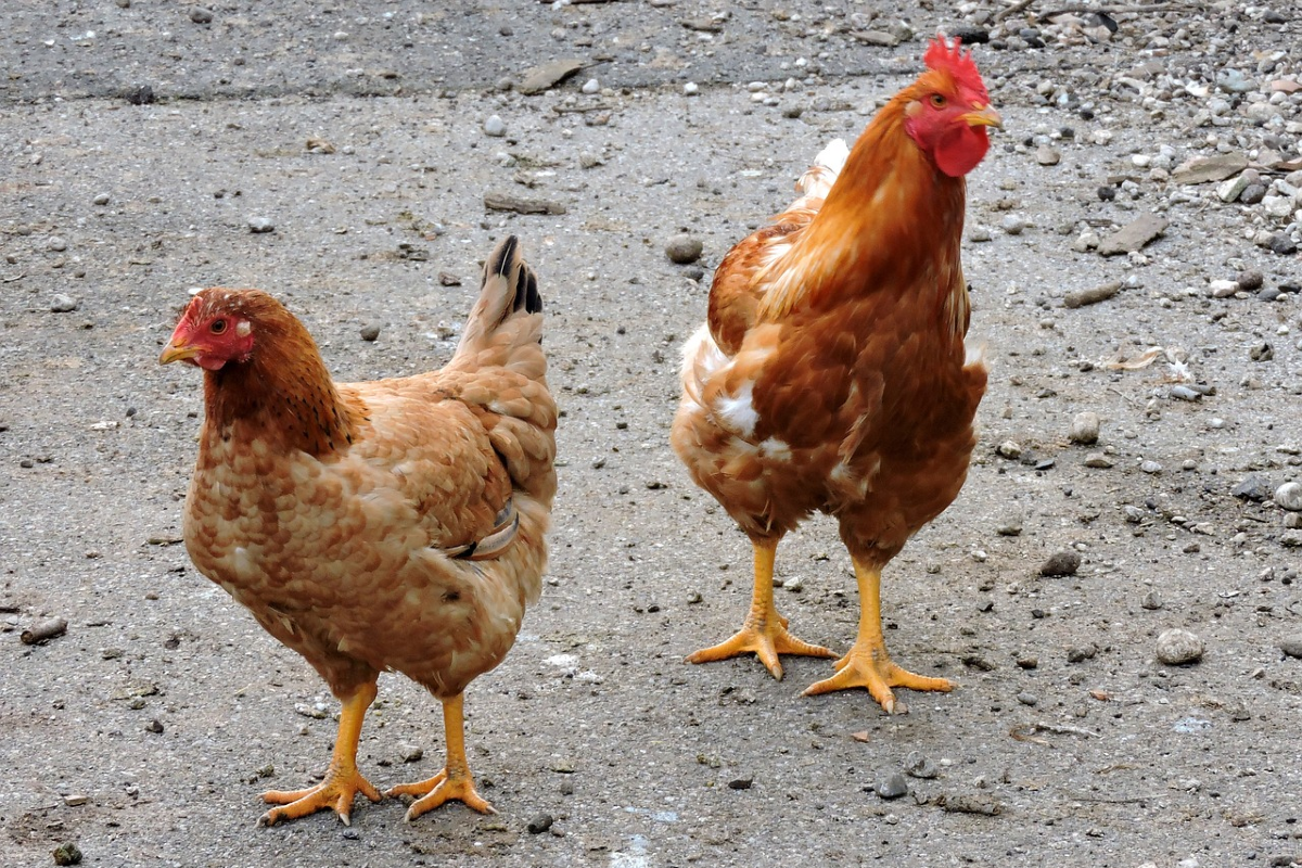 “Mangiate zampe di gallina”. Egitto, l’ultima trovata del governo per combattere la povertà “Mangiate zampe di gallina”. Egitto, l’ultima trovata del governo per combattere la povertà