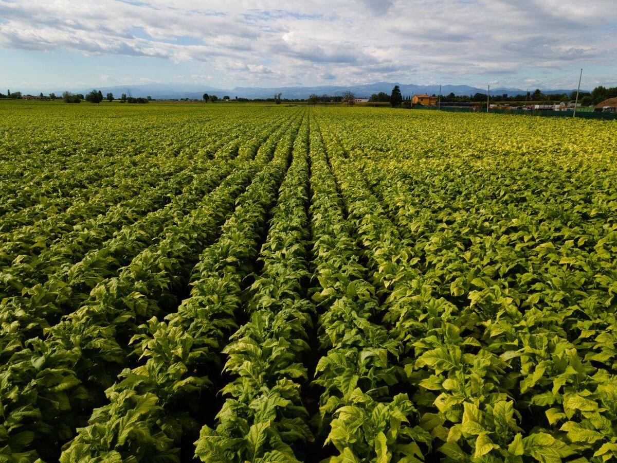 Philip Morris e Masaf a sostegno della filiera tabacchicola italiana