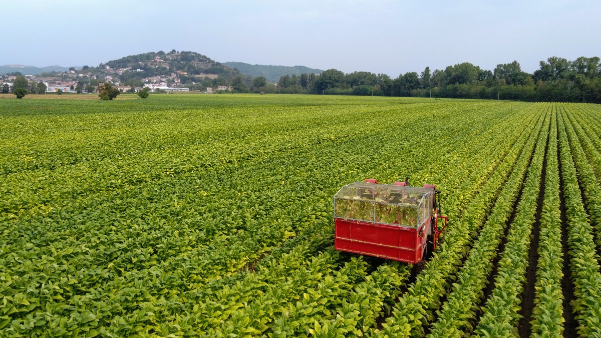 Philip Morris e Masaf a sostegno della filiera tabacchicola italiana