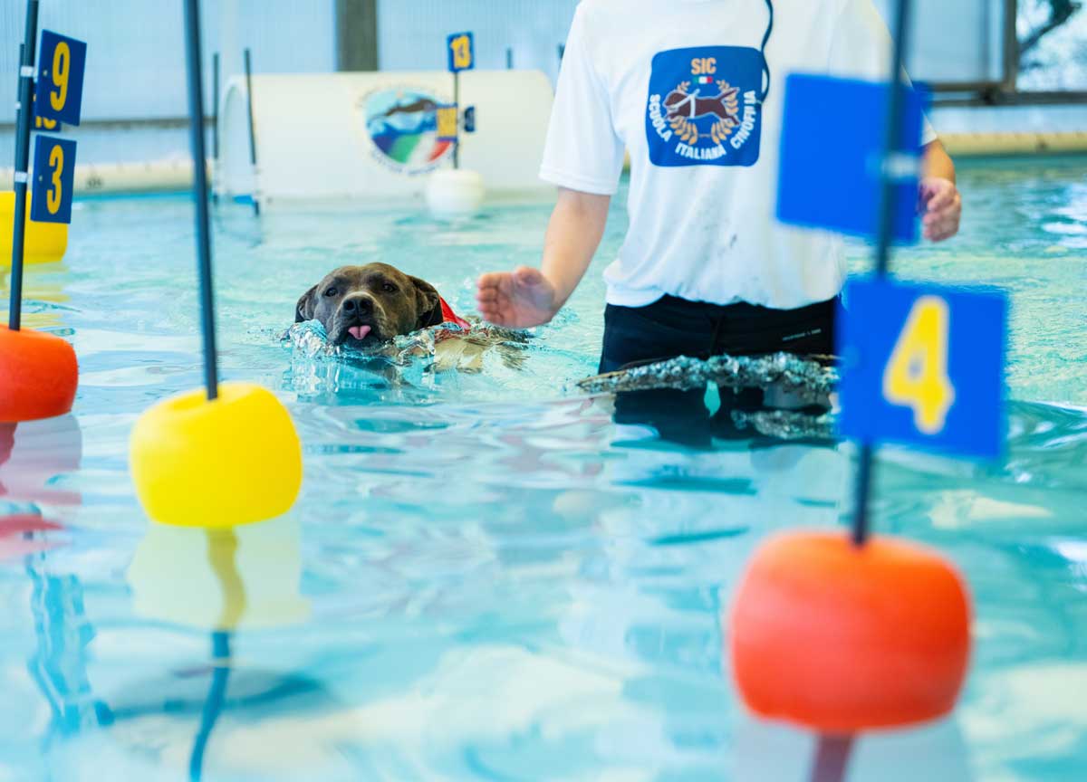 Cani che volano sull’acqua: la maratona show alla Scuola italiana cinofilia Cani che volano sull’acqua: la maratona show alla Scuola italiana cinofilia