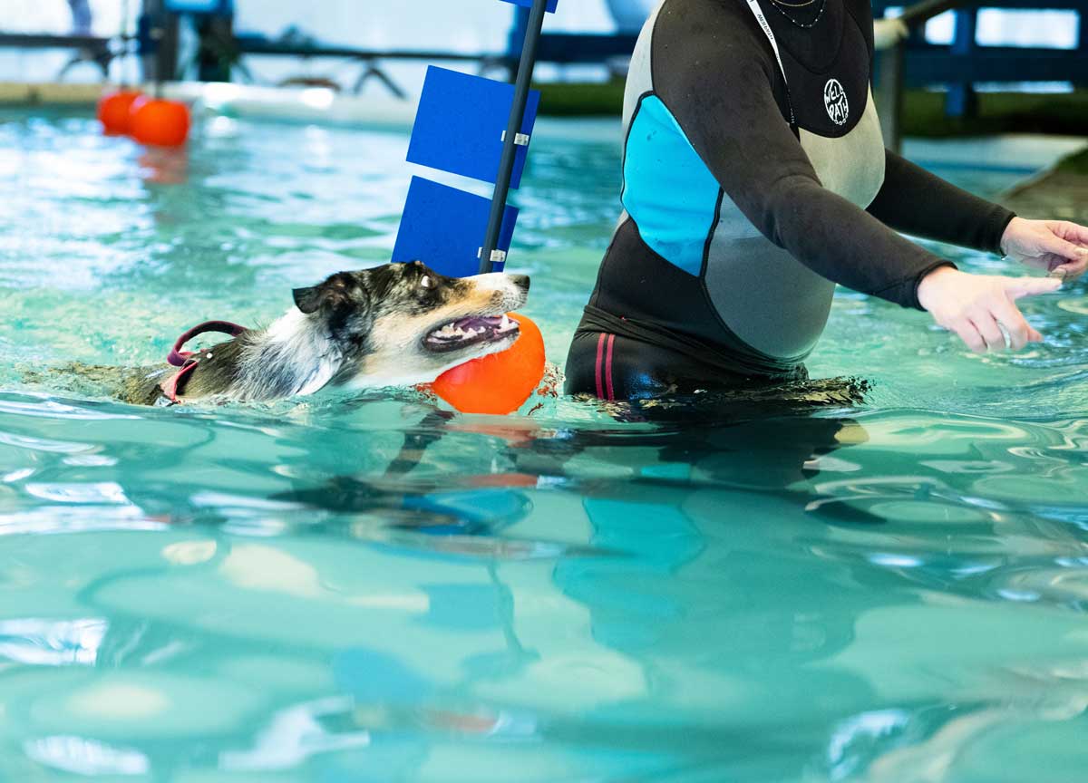 Cani che volano sull’acqua: la maratona show alla Scuola italiana cinofilia Cani che volano sull’acqua: la maratona show alla Scuola italiana cinofilia