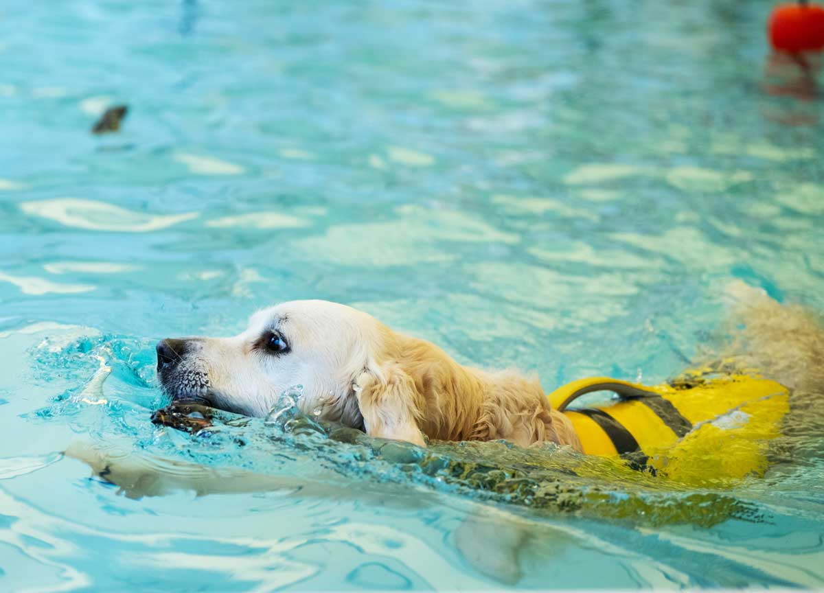 Cani che volano sull’acqua: la maratona show alla Scuola italiana cinofilia Cani che volano sull’acqua: la maratona show alla Scuola italiana cinofilia