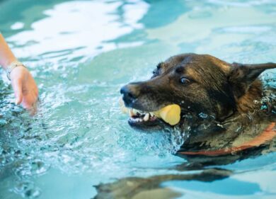 Cani che volano sull’acqua: la maratona show alla Scuola italiana cinofilia