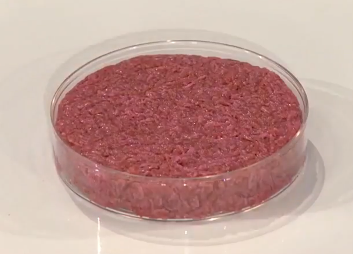 Carne sintetica, gli scienziati creano in laboratorio polpette di mammut Carne sintetica, gli scienziati creano in laboratorio polpette di mammut