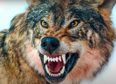 Dopo l’orso ora ci si mette il lupo: morsa una donna nel lucchese