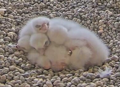 Milano, sul tetto del Pirellone sono nati quattro nuovi falchetti. FOTO