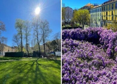 Milano, salvo il glicine di piazza Baiamonti